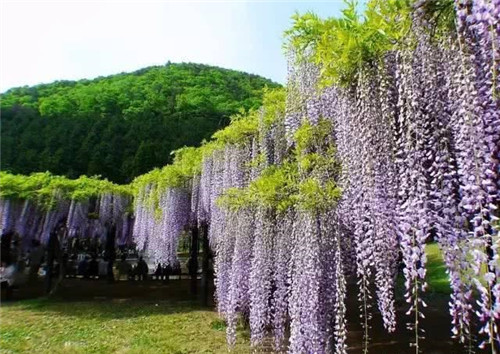 爬藤花卉種起來,夏天花開滿墻!