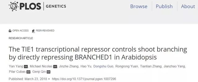 科學(xué)家在植物分枝調(diào)控研究中取得重要進展
