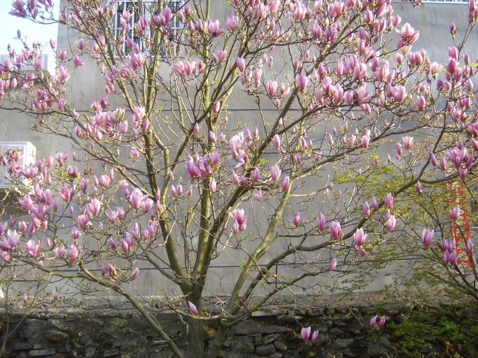 春天這種名貴花，鼻炎十個九個有效