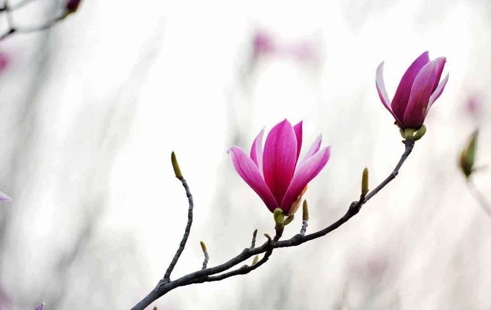 春天這種名貴花，鼻炎十個九個有效