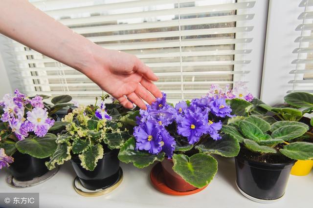 非洲紫羅蘭生長(zhǎng)習(xí)性分析及栽培繁殖方法