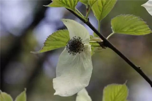 植物界的大熊貓——珙桐