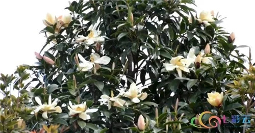 發現大理云龍縣發現國家珍稀瀕危保護植物