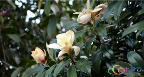 發現大理云龍縣發現國家珍稀瀕危保護植物