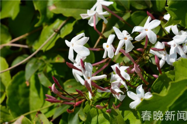 蔥花綻放昆明植物園！這么美的“廚房三寶”