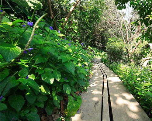 叢林中廢棄農(nóng)舍改造而成的自然住宅