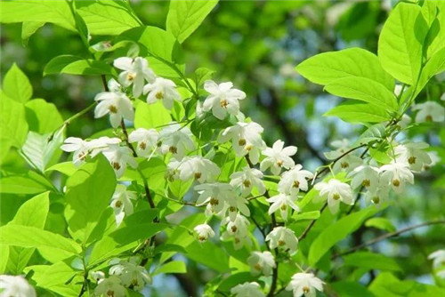 我國幾種珍稀瀕危植物