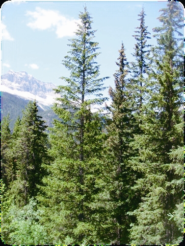 加拿大的國家公園與生態(tài)保育