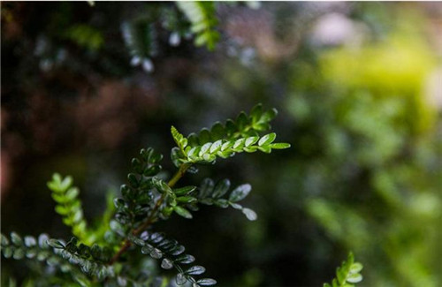 這5種清香花卉你要養，開花了，比香水還香！