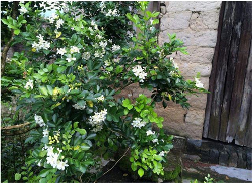 這5種清香花卉你要養，開花了，比香水還香！