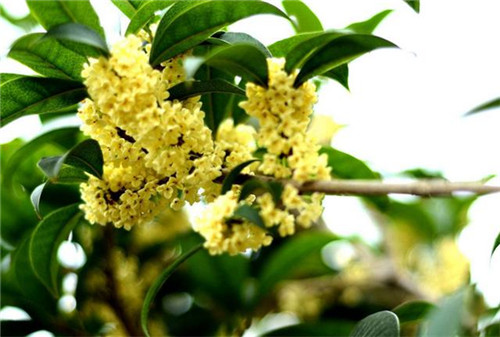 這5種清香花卉你要養，開花了，比香水還香！