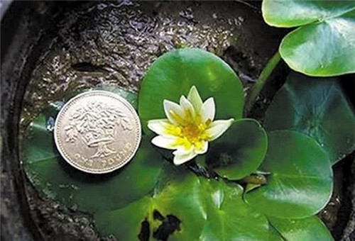 村民為了方便洗衣服差點(diǎn)沒絕了珍貴植物