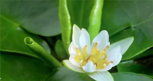 村民為了方便洗衣服差點(diǎn)沒絕了珍貴植物