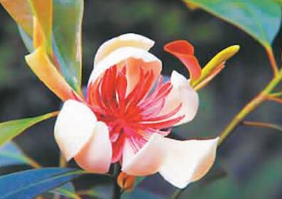 瀕危植物:踏上野外回歸之路