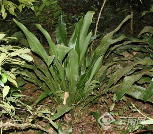 云南發現極小種群野生植物“云南蘭花蕉”