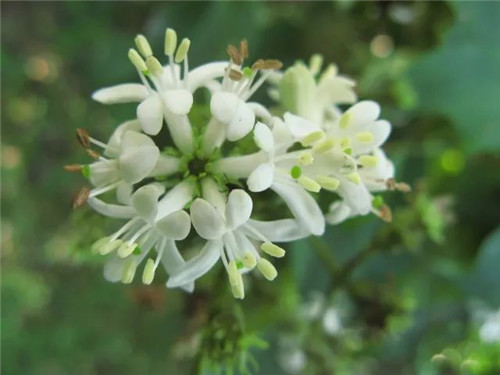 珍稀瀕危植物的多樣性與保護