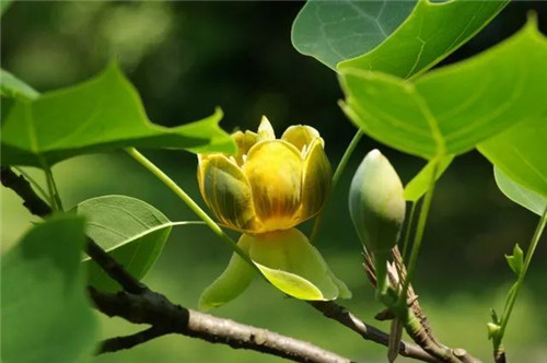 珍稀瀕危植物的多樣性與保護