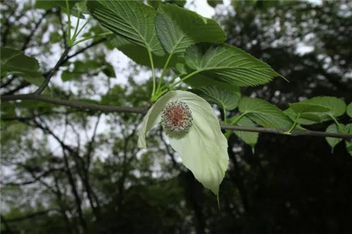 珍稀瀕危植物的多樣性與保護