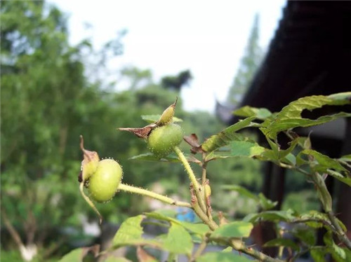 珍稀瀕危植物的多樣性與保護