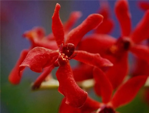 遠(yuǎn)看似烈火,珍稀瀕危植物火焰蘭