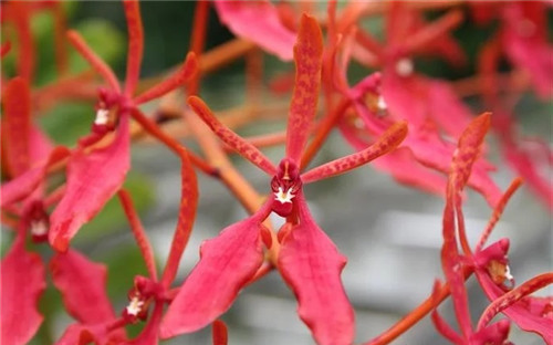 遠(yuǎn)看似烈火,珍稀瀕危植物火焰蘭