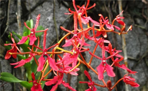 遠(yuǎn)看似烈火,珍稀瀕危植物火焰蘭