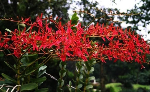 遠(yuǎn)看似烈火,珍稀瀕危植物火焰蘭