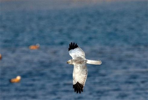 強化科技支撐 呵護生物多樣性
