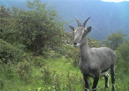 強化科技支撐 呵護生物多樣性