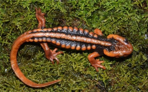 強化科技支撐 呵護生物多樣性