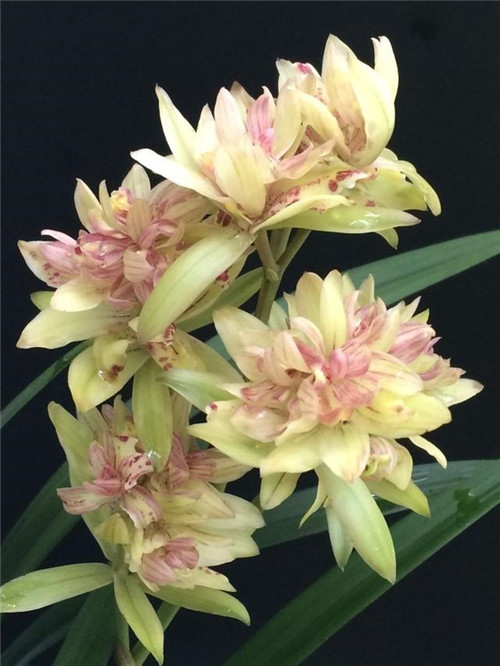 喜歡香味花卉的選它準沒錯,比較好養