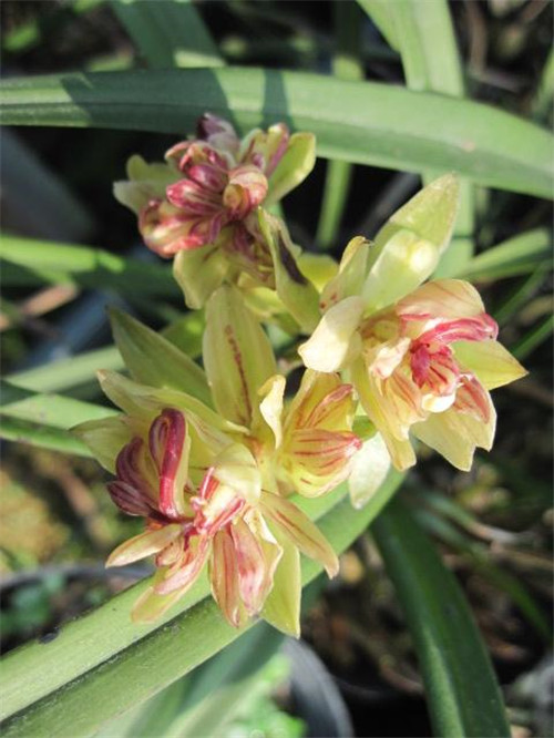 喜歡香味花卉的選它準沒錯,比較好養