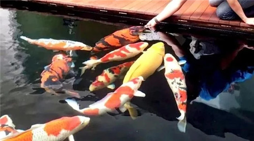 庭院設計水景有什么優點?