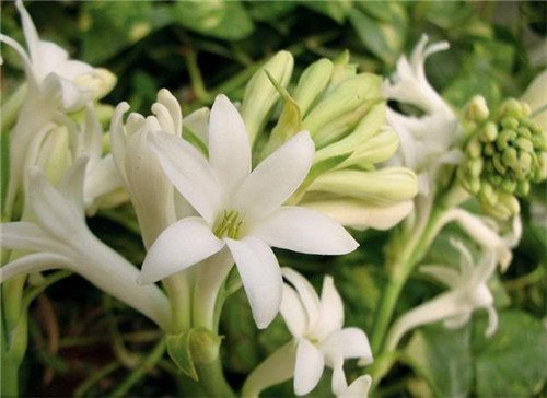 球根花卉如何養(yǎng)護(hù)