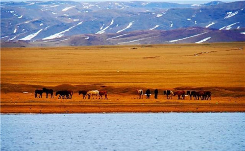 新疆托里縣濕地大草原美景如畫