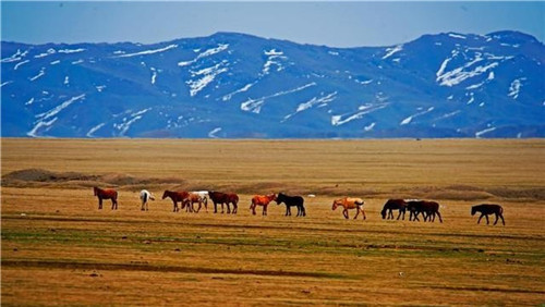新疆托里縣濕地大草原美景如畫