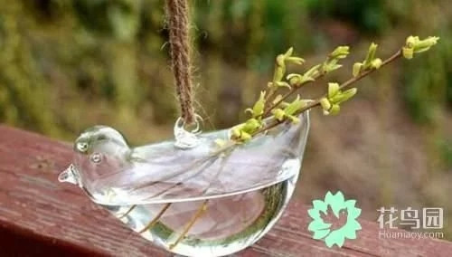 生動綠意場景：家庭微景觀設計