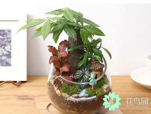 生動綠意場景：家庭微景觀設計