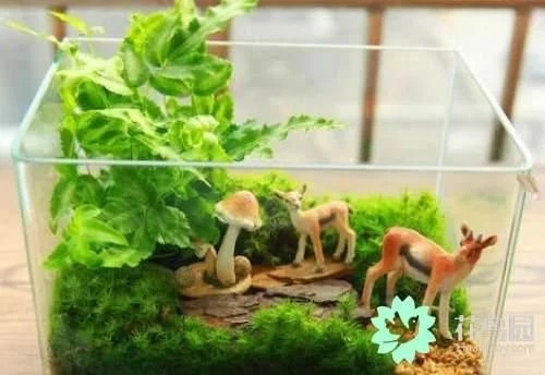 生動綠意場景：家庭微景觀設計