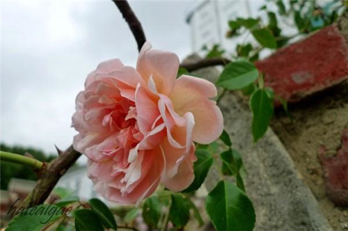 石頭“玫瑰花園”,深深打動(dòng)了我!