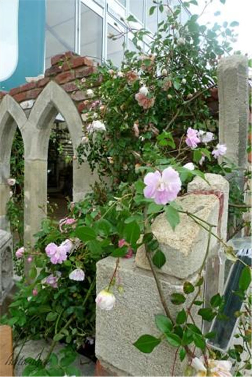 石頭“玫瑰花園”,深深打動(dòng)了我!