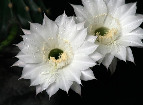 農村最普通的花卉,從來不用澆水