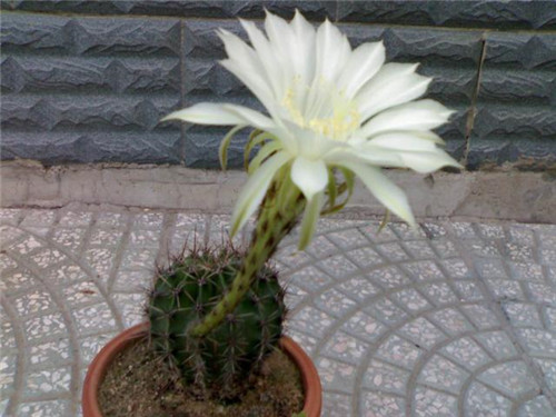 農村最普通的花卉,從來不用澆水