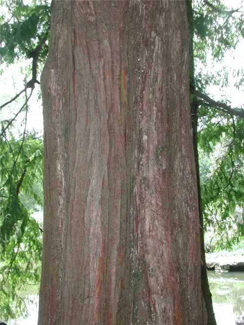 珍稀瀕危植物——水杉
