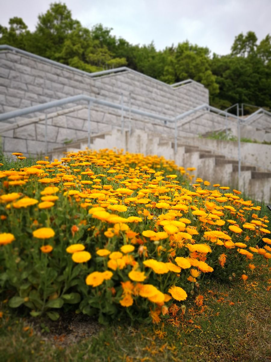 參觀大師安藤忠雄作品 考察大阪住宅與商業(yè)建筑
