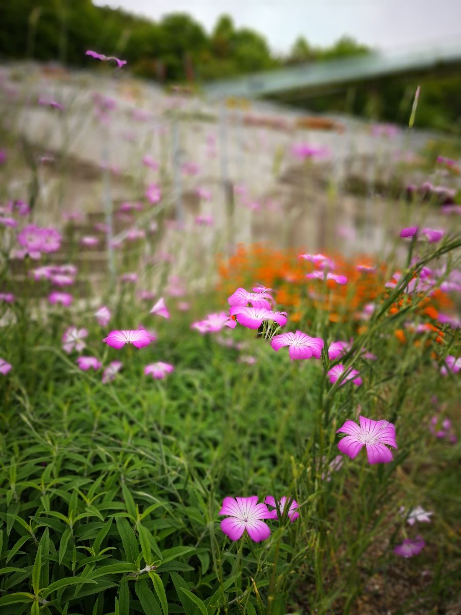 參觀大師安藤忠雄作品 考察大阪住宅與商業(yè)建筑