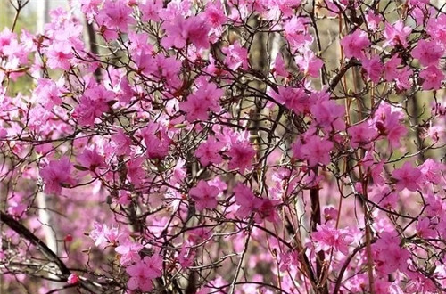 阿里河國家森林公園已成杜鵑花海