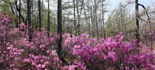 阿里河國家森林公園已成杜鵑花海