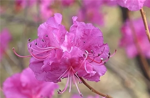 阿里河國家森林公園已成杜鵑花海