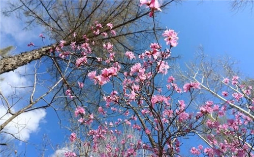 阿里河國家森林公園已成杜鵑花海